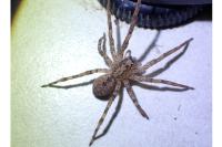Zoropsis spinimana