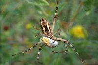 Argiope bruennichi