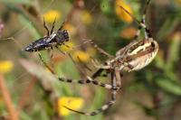 Argiope bruennichi