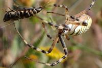 Argiope bruennichi