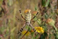 Argiope bruennichi