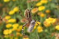 Argiope bruennichi