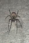 Metellina merianae