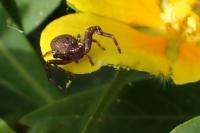 Pistius truncatus