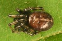 Steatoda bipunctata