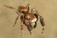 Evarcha arcuata