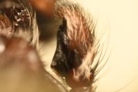 Evarcha arcuata