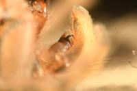 Marpissa radiata