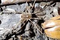 Odiellus spinosus