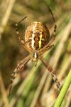 Argiope bruennichi