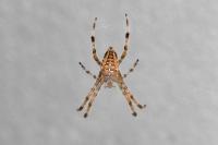 Araneus diadematus