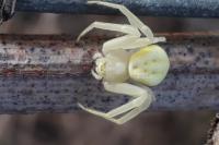 Misumena vatia