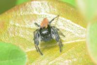 Carrhotus xanthogramma