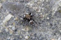 Pseudeuophrys erratica