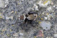 Pseudeuophrys erratica