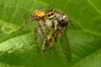 Carrhotus xanthogramma