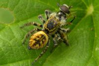 Carrhotus xanthogramma