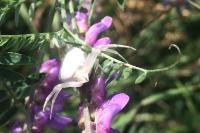 Misumena vatia