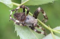 Araneus angulatus