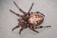 Larinioides