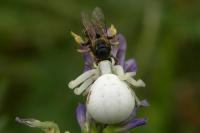 Misumena vatia