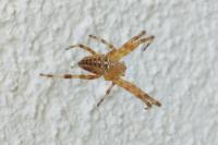 Araneus diadematus