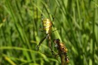 Argiope bruennichi