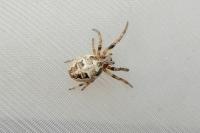 Larinioides cornutus