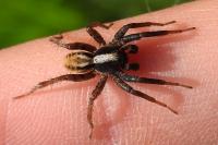 Alopecosa pulverulenta