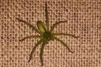 Micrommata virescens