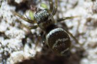 Heliophanus tribulosus