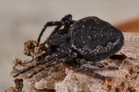 Nuctenea umbratica