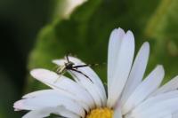 Misumena vatia