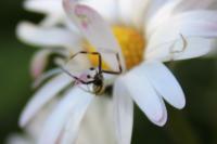 Misumena vatia