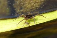 Pardosa