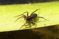Pardosa