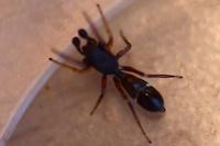 Leptorchestes berolinensis