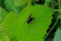 Pardosa