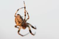 Larinioides cornutus