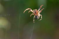 Larinioides cornutus