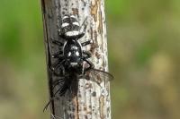 Salticus scenicus