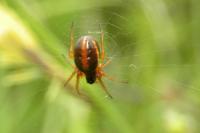 Hypsosinga