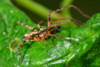 Anyphaena accentuata