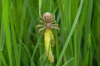Xysticus