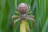 Xysticus