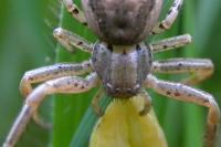 Xysticus