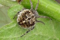 Agalenatea redii