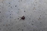 Steatoda triangulosa