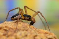 Philodromus dispar