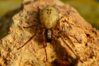 Anyphaena accentuata